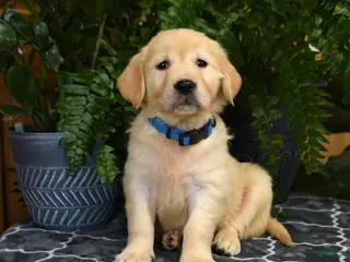 Golden Retriever dogs for sale: Haley - Ad 3