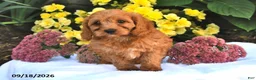Cavapoo dogs for sale: Pecan - Ad 4