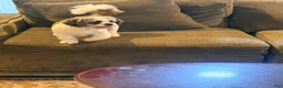 Shih Tzu dogs for sale: Yuno - Ad 5