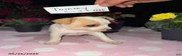 Chihuahua dogs for sale: Tommy - Ad 3