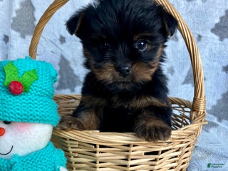Yorkshire Terrier dogs Scout - Ad 26