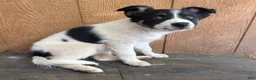 Border Collie dogs for sale: Border Collie 2 - Ad 6