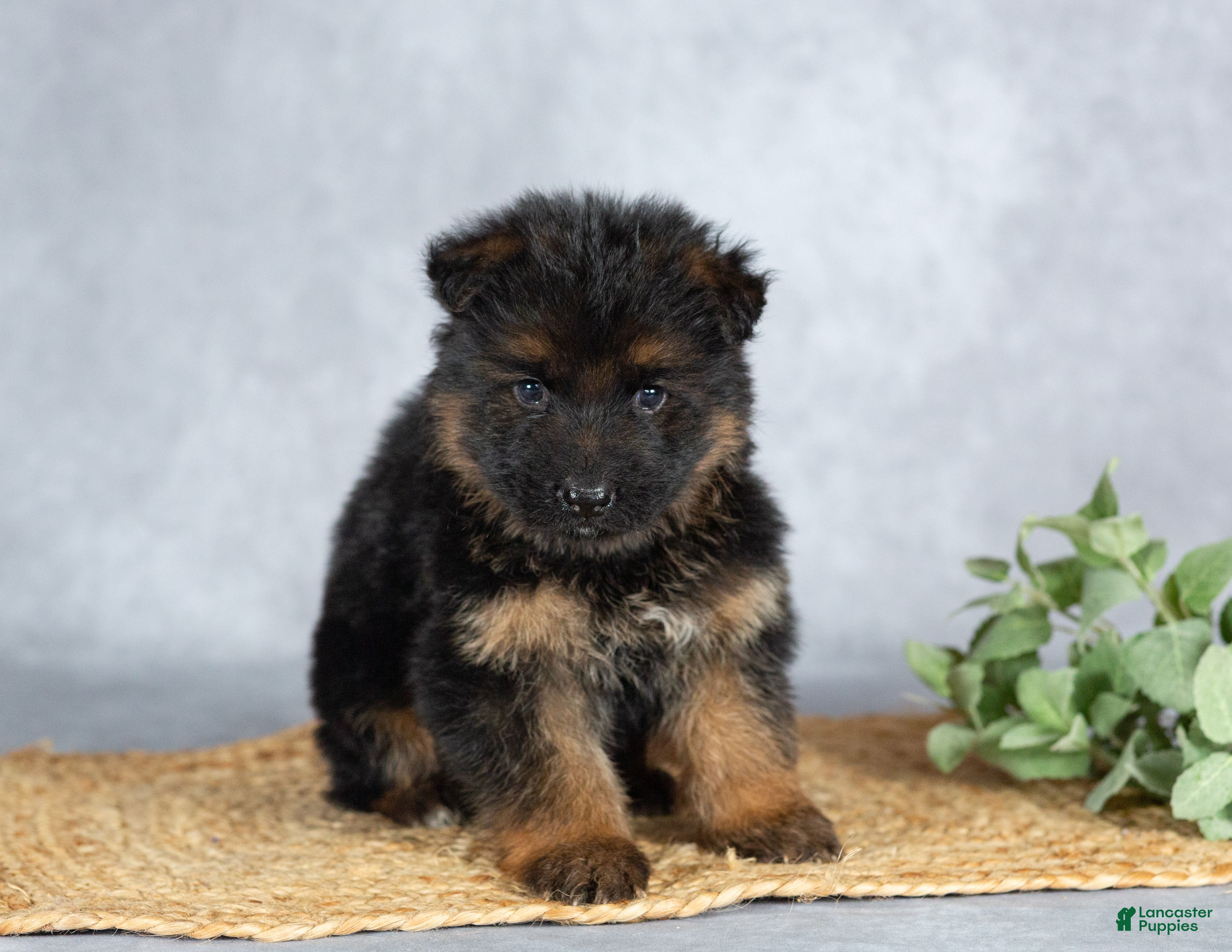 German Shepherd dogs Barney - Ad 2