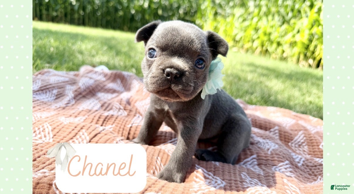 French Bulldog dogs French Bulldog 2 - Ad 33