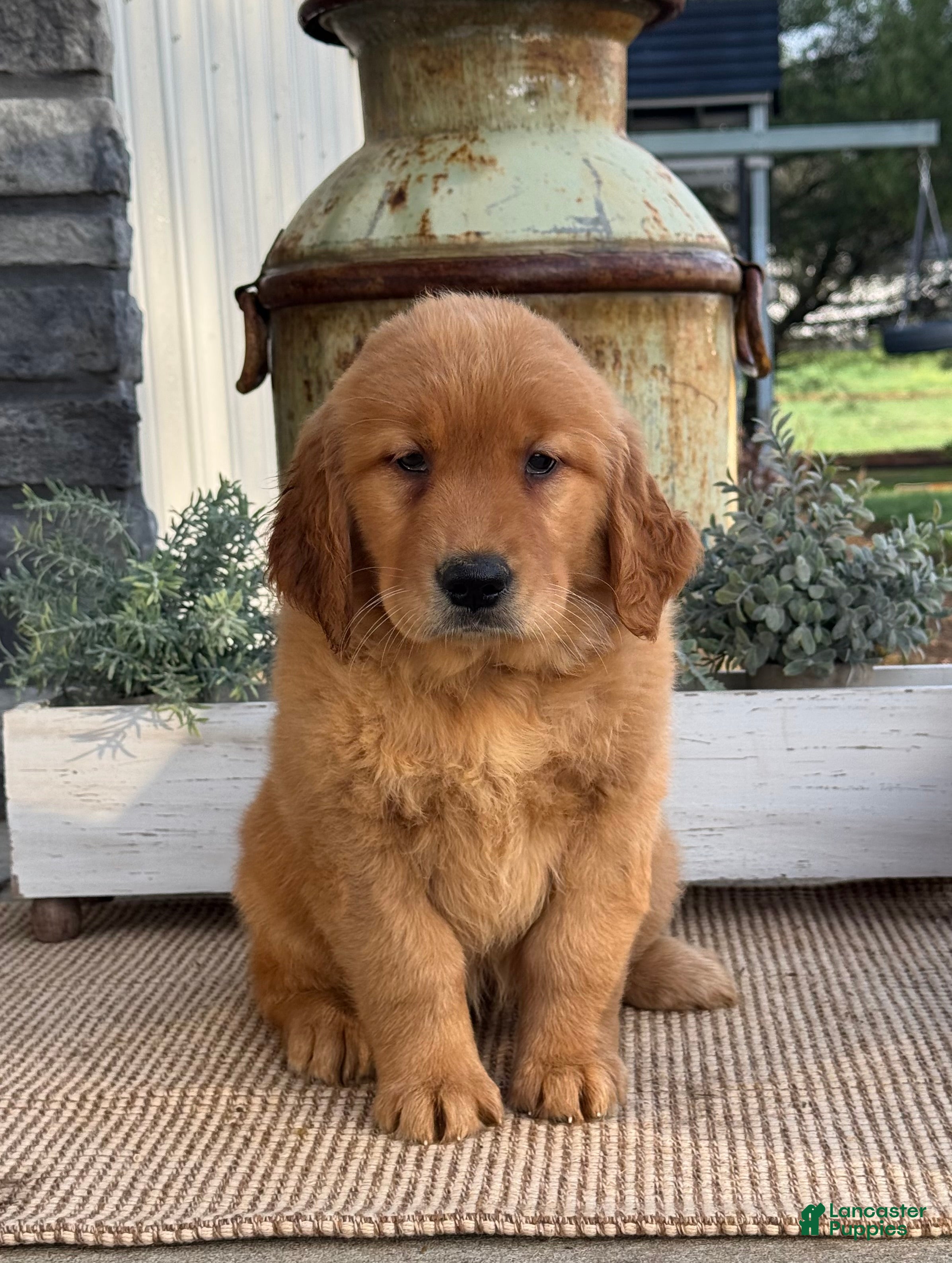 Golden Retriever dogs Willow - Ad 2
