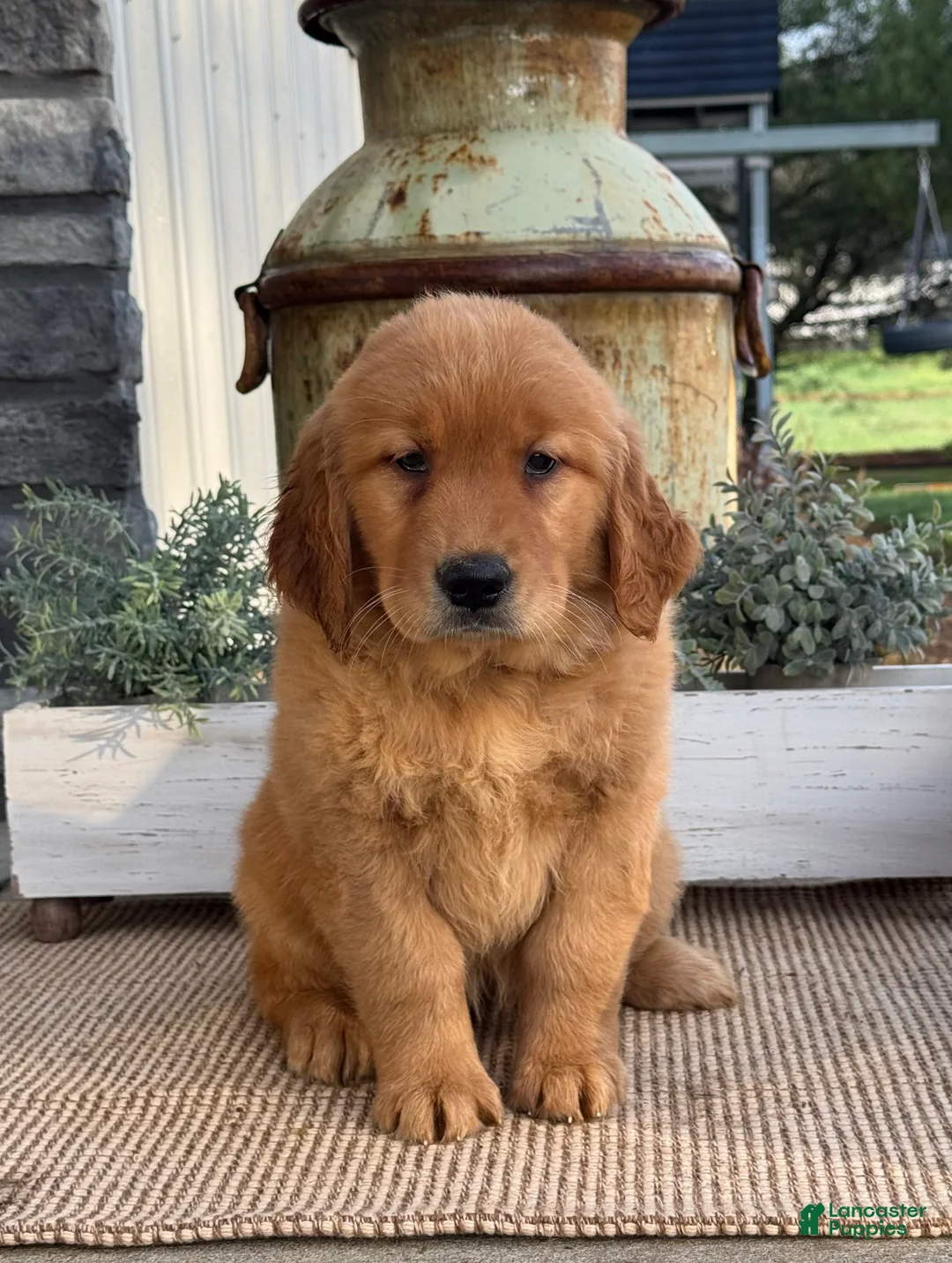 Golden Retriever dogs for sale: Willow - Ad 2