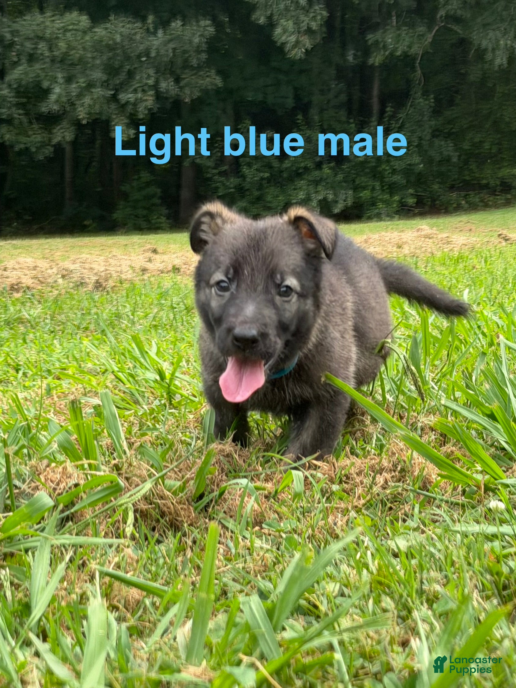 German Shepherd dogs German Shepherd Light Blue Collar - Ad 2