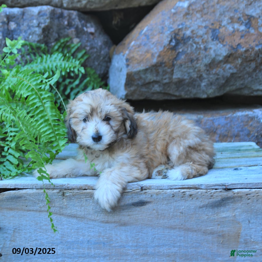 Mini Goldendoodle dogs Kamila - Ad 2