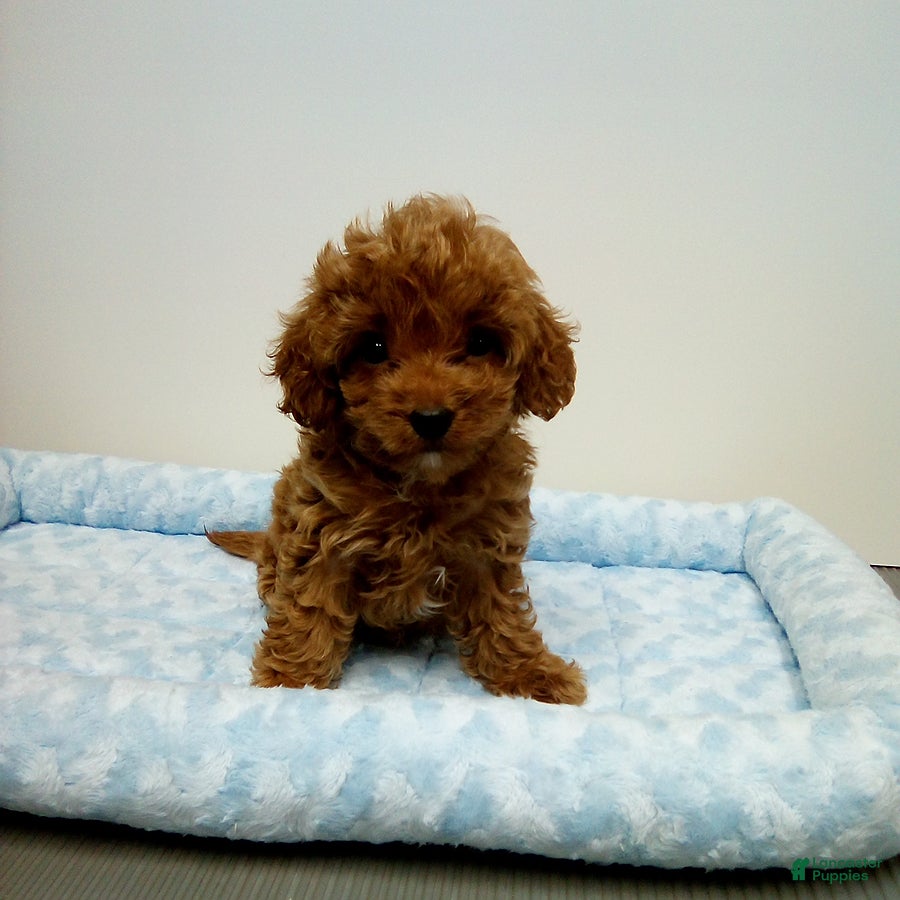 Cavapoo dogs Duncan - Ad 1