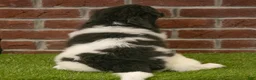 Newfoundland dogs for sale: Betty - Ad 6