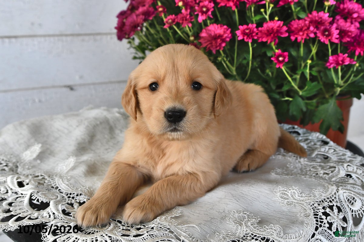 Golden Retriever dogs Reeca - Ad 1