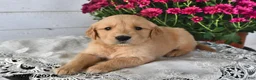 Golden Retriever dogs for sale: Reeca - Ad 1