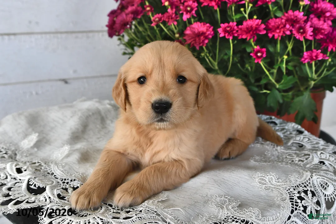 Golden Retriever dogs for sale: Reeca - Ad 1