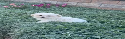 Maltese dogs for sale: Moose - Ad 3