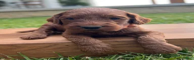 Cedar