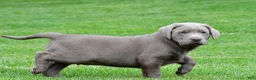 Labrador Retriever dogs for sale: Skittles - Ad 11