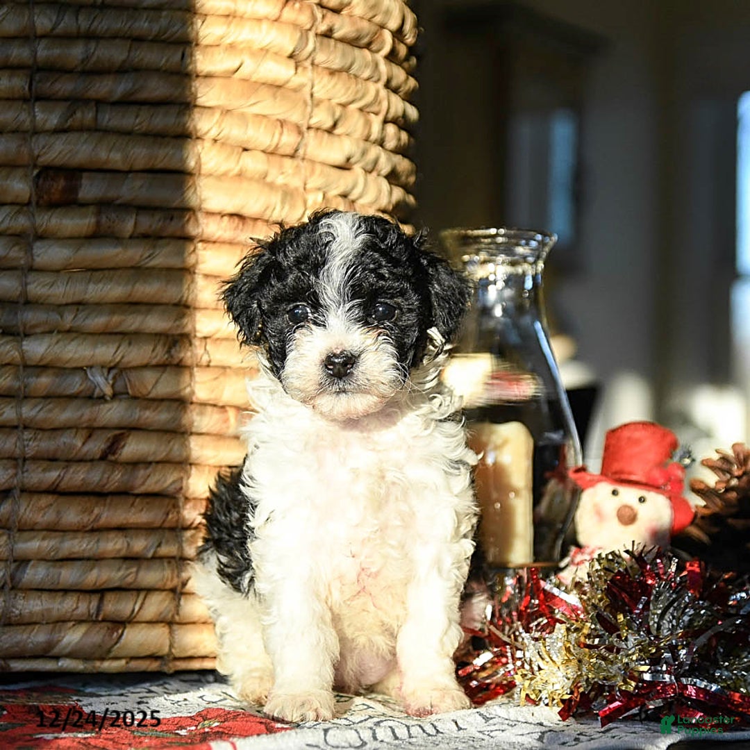 Shihpoo dogs for sale: Gingersnap - Ad 2