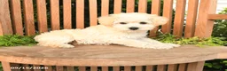 Schnoodle dogs for sale: Dolly - Ad 3