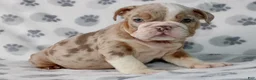 English Bulldog dogs for sale: Lucy - Ad 3