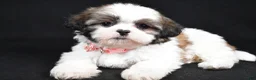 Shih Tzu dogs for sale: Sheila - Ad 1