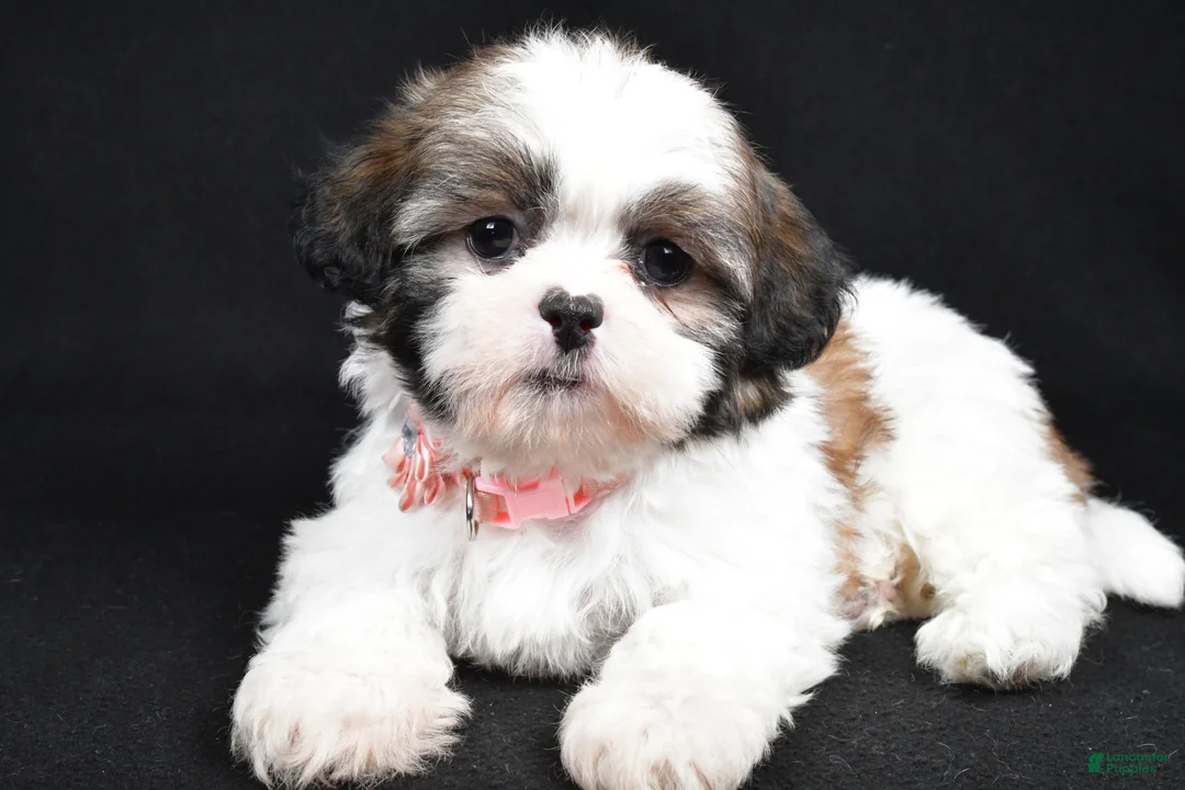 Shih Tzu dogs for sale: Sheila - Ad 1