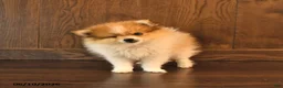Pomeranian dogs for sale: Denver SPECIAL NEEDS - Ad 3