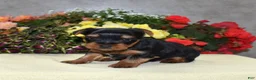 Yorkshire Terrier dogs for sale: Cody - Ad 5