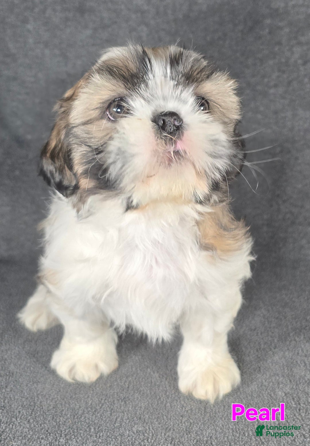 Shih Tzu dogs for sale: Pearl  - Ad 6