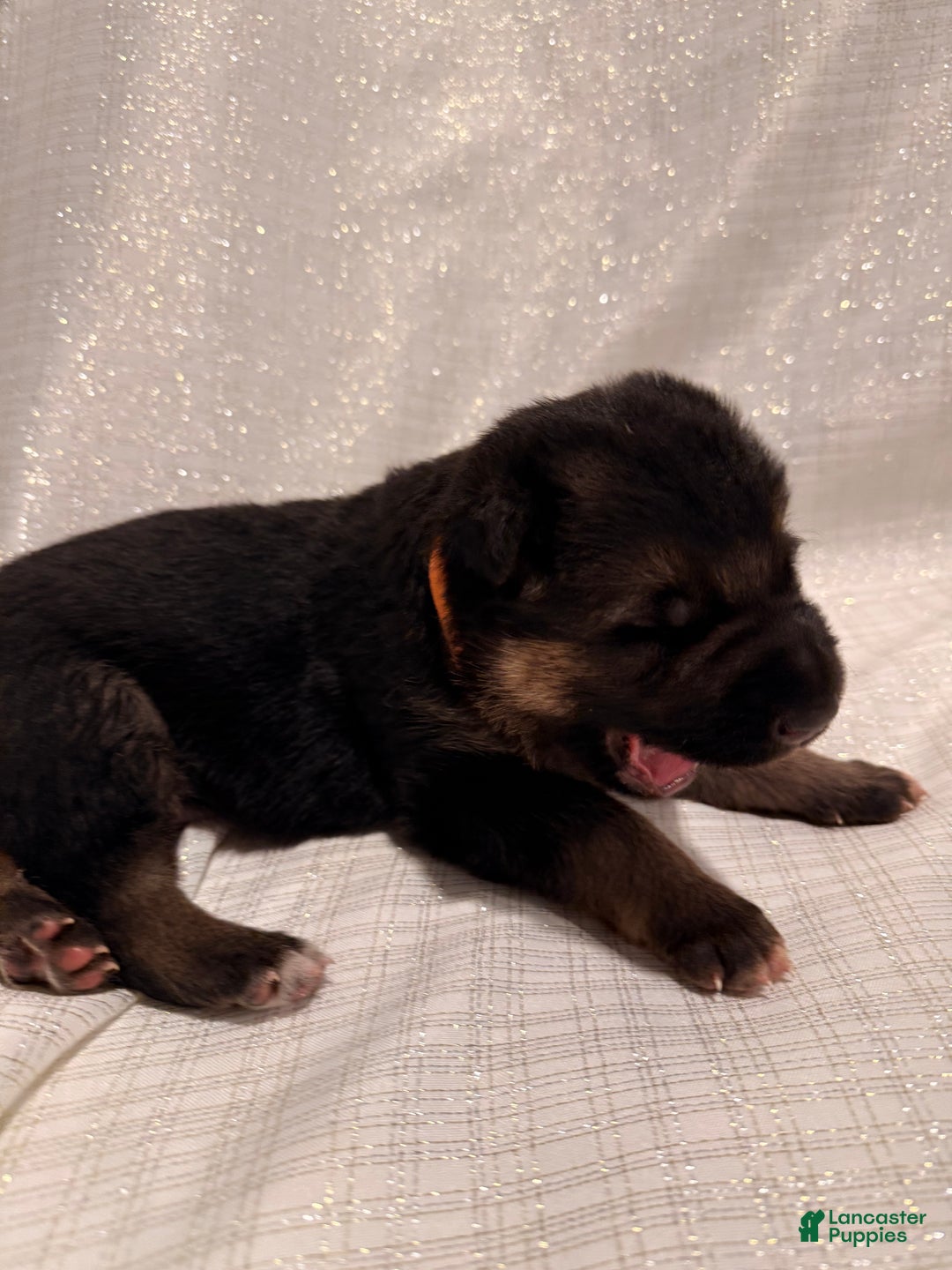 German Shepherd dogs for sale: German Shepherd Puppy 6 - Ad 4