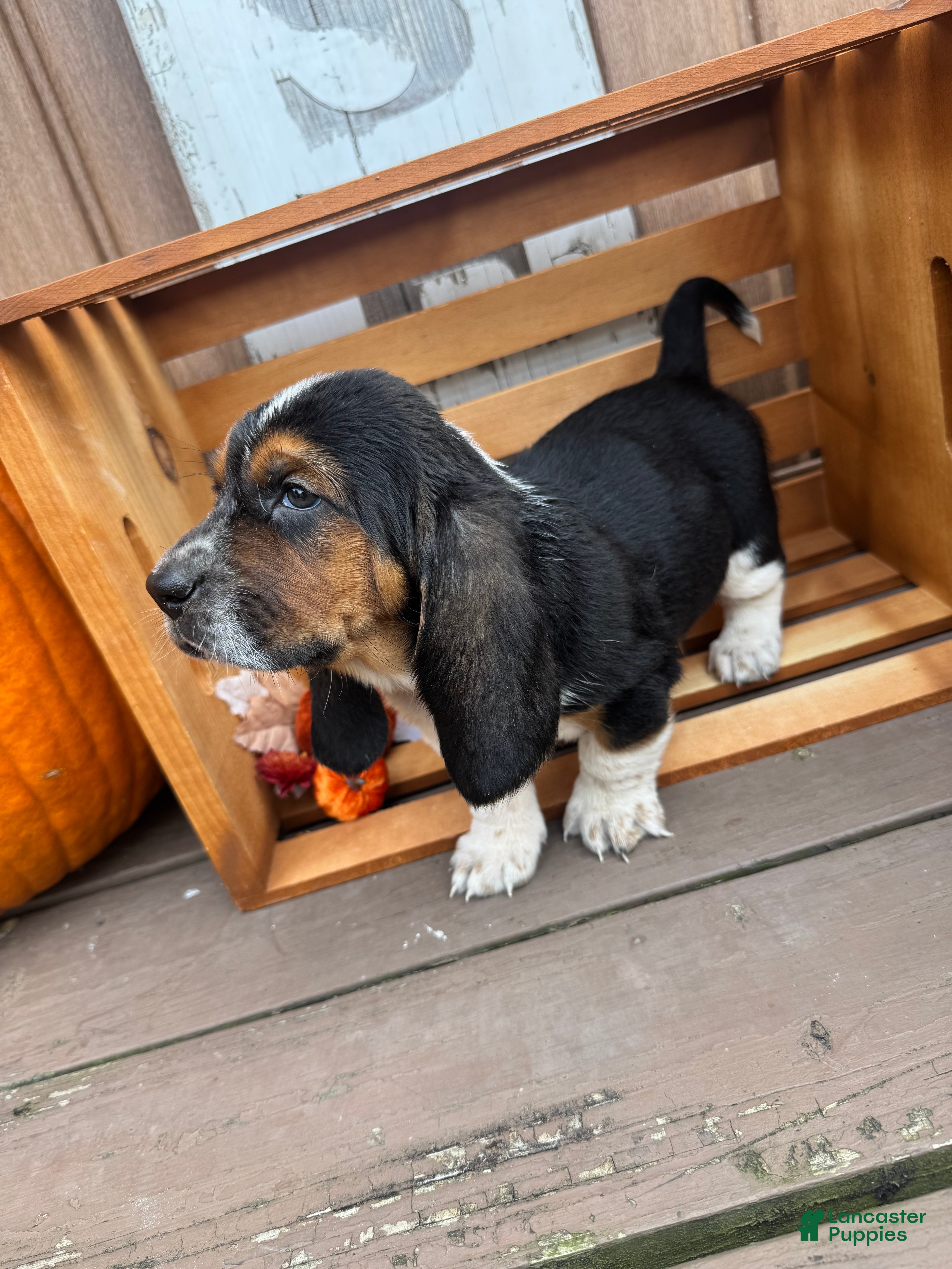 Basset Hound dogs for sale: Dexter - Ad 20
