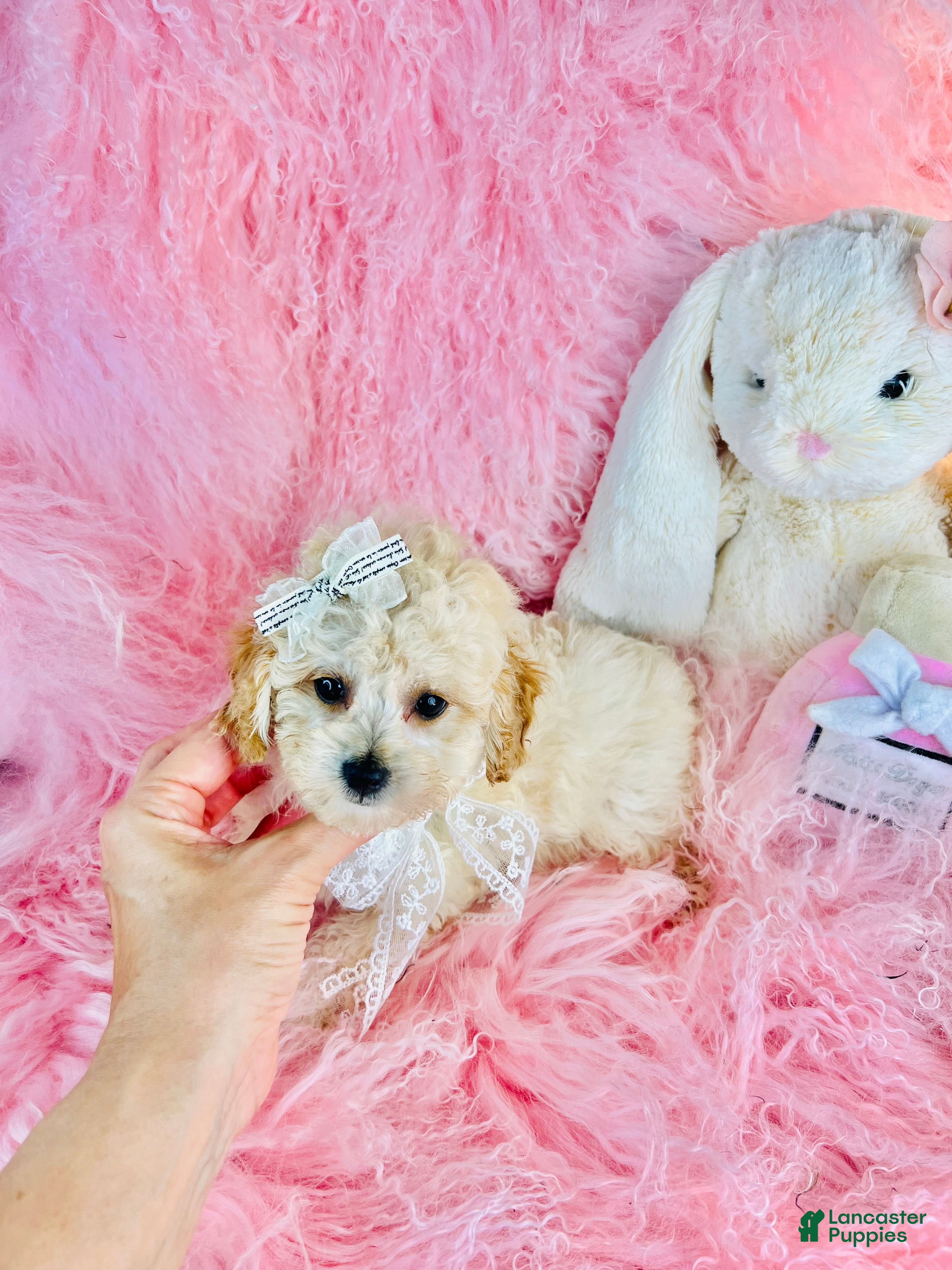 Toy Poodle dogs Teacup/Pocketbook Poodle 1 - Ad 2