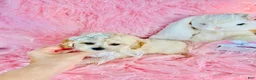 Toy Poodle dogs for sale: Teacup/Pocketbook Poodle 1 - Ad 2