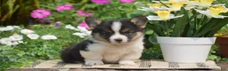 Welsh Corgi Pembroke dogs for sale: Cowboy - Ad 3