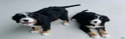 Mini Bernedoodle dogs for sale: Mini Bernedoodle 1 - Ad 5