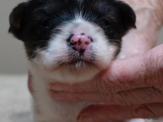 Yorkshire Terrier dogs - Ad 40