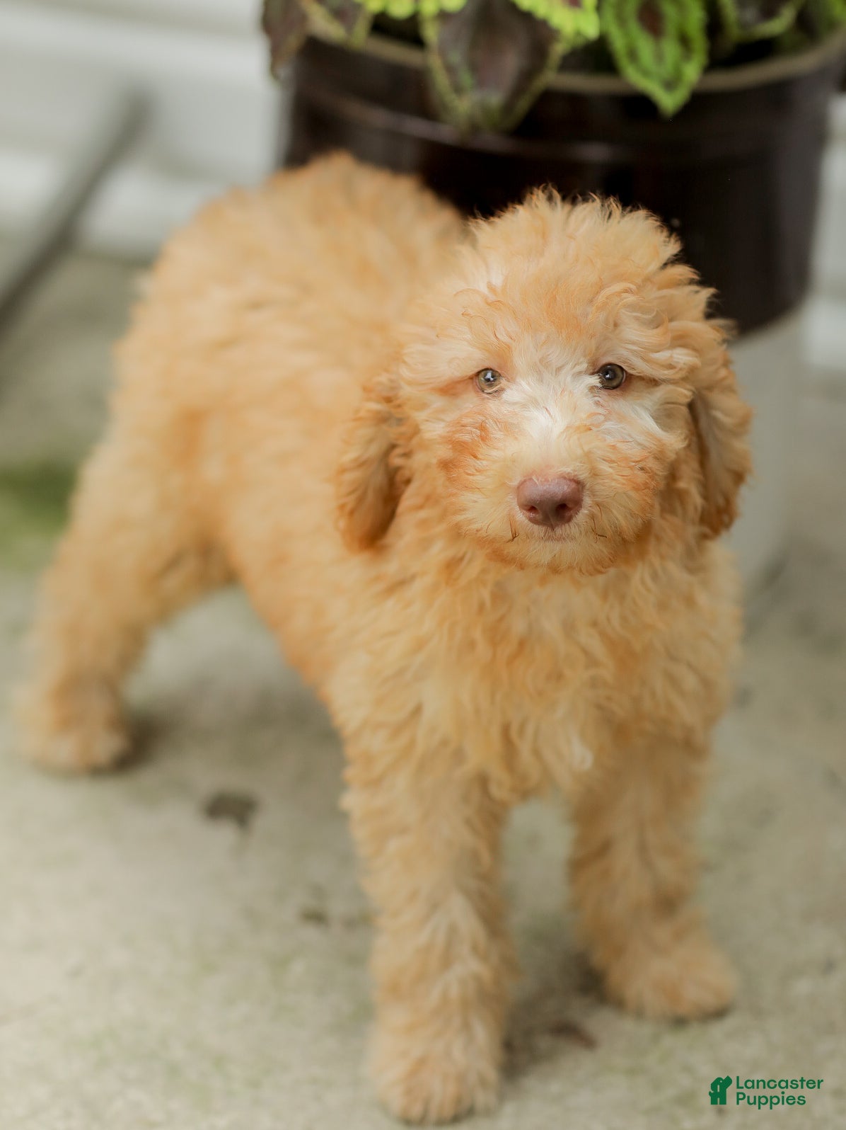 Mini Goldendoodle dogs Joy - Ad 2
