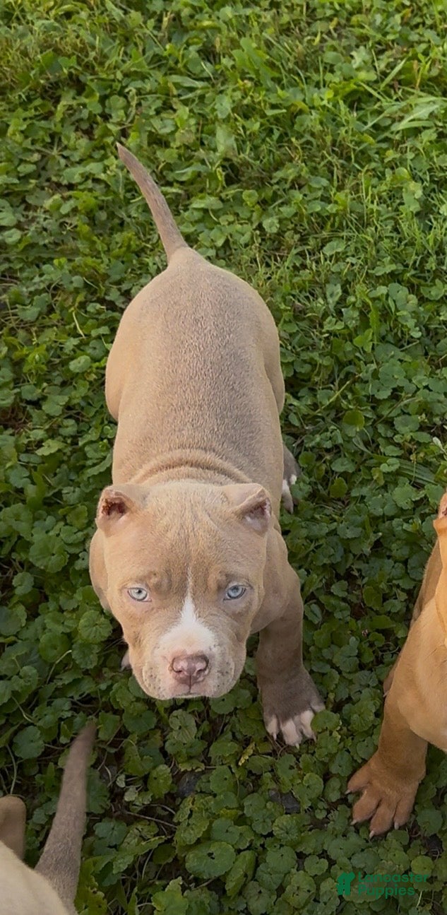 American Bully dogs Scrabble  - Ad 2