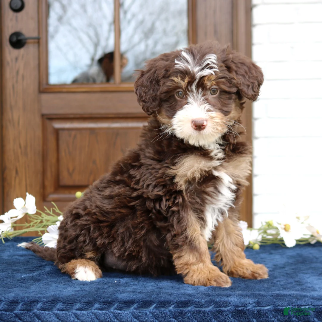 Mini Bernedoodle dogs for sale: Winnie  - Ad 4