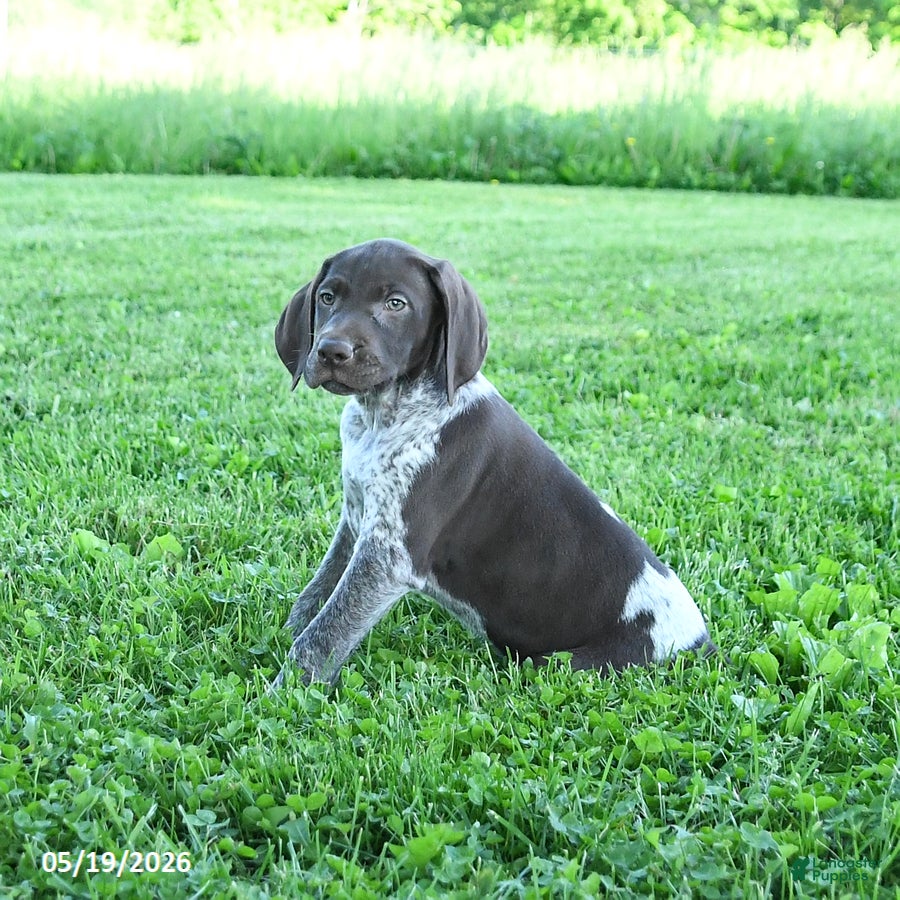 German Shorthaired Pointer dogs Gracie - Ad 2