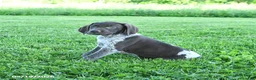 German Shorthaired Pointer dogs for sale: Gracie - Ad 2