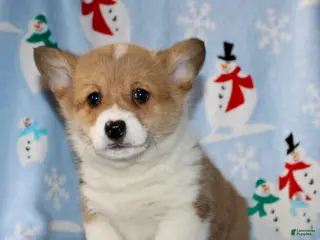 Welsh Corgi Pembroke dogs Ajax - Ad 28