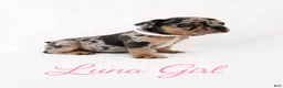 French Bulldog dogs for sale: Luna  - Ad 7
