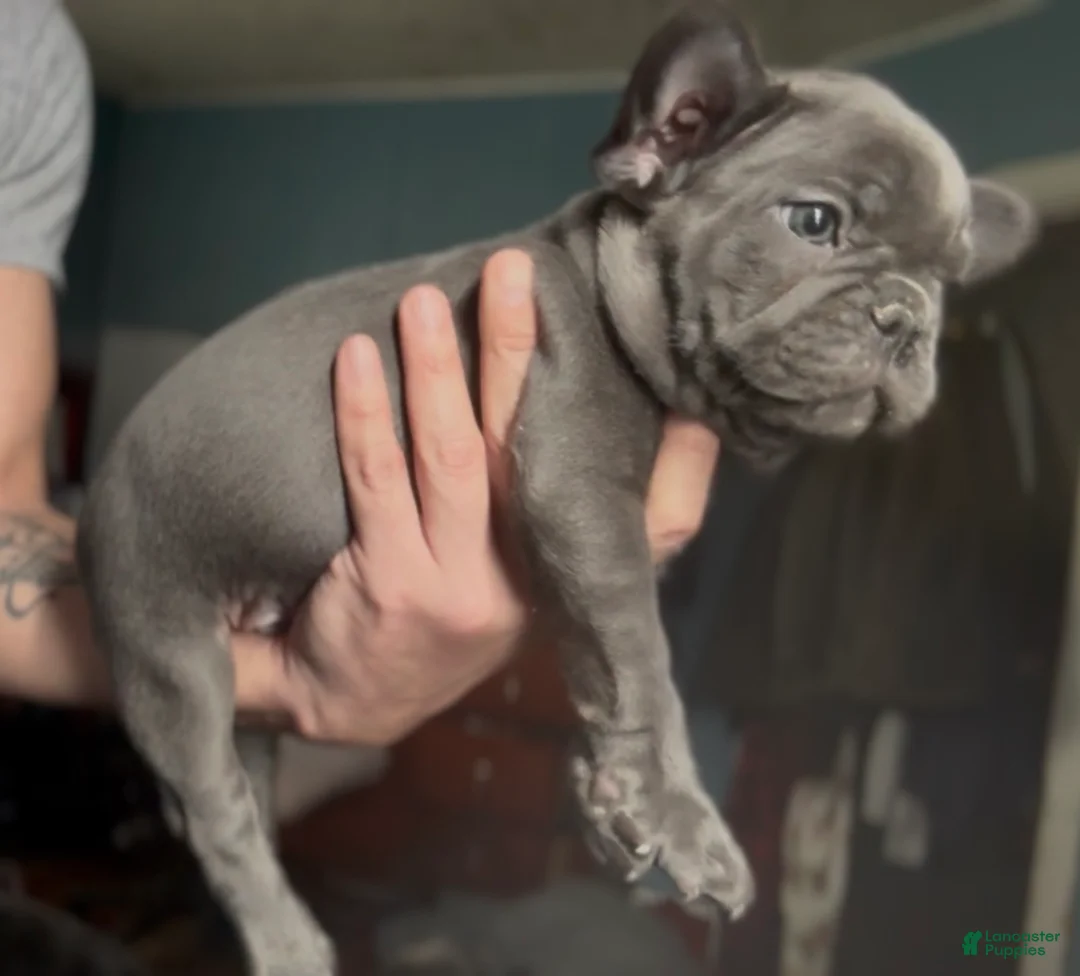 French Bulldog dogs for sale: Little Boy - Ad 2