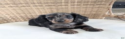 Miniature Dachshund dogs for sale: Jasmine  - Ad 13