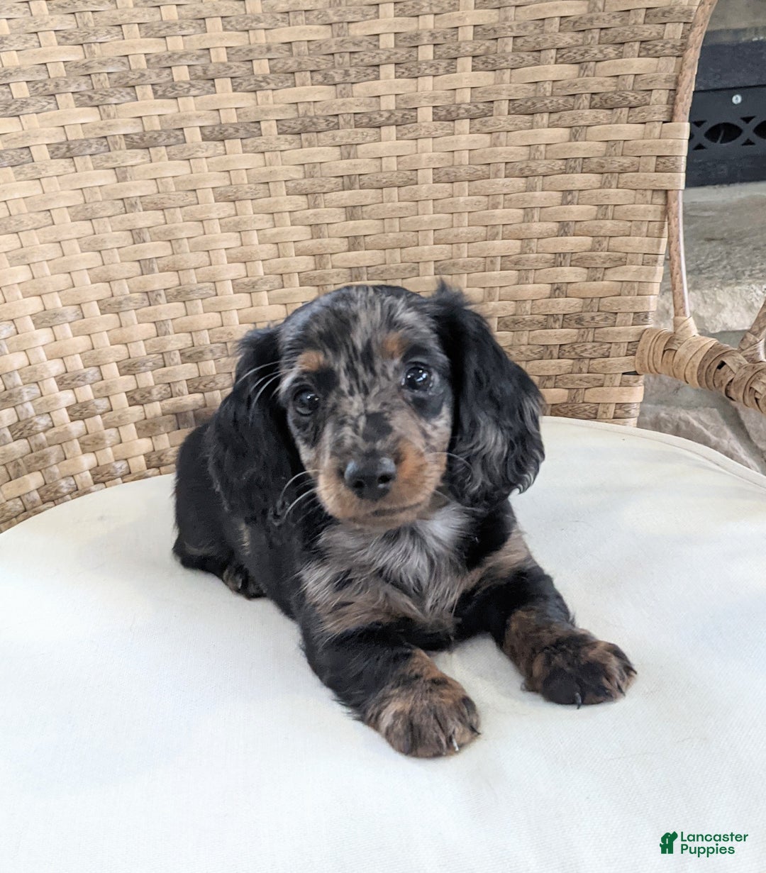 Miniature Dachshund dogs for sale: Jasmine  - Ad 13
