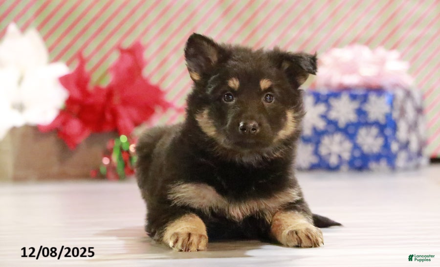 German Shepherd dogs Drover - Ad 35