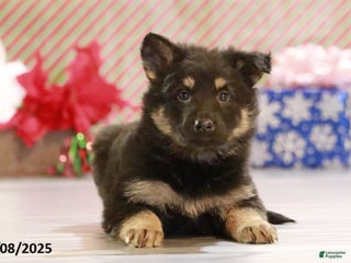 German Shepherd dogs Drover - Ad 21