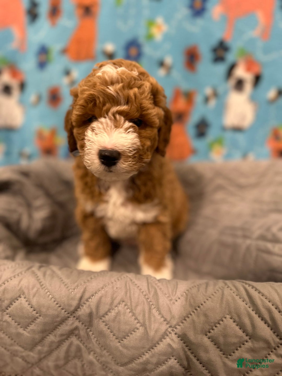 Goldendoodle dogs for sale: Nova - Ad 1