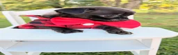 Chihuahua dogs for sale: Chihuahua 3 - Ad 2