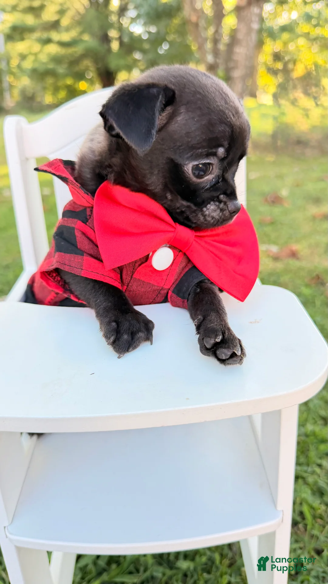Chihuahua dogs for sale: Chihuahua 3 - Ad 2